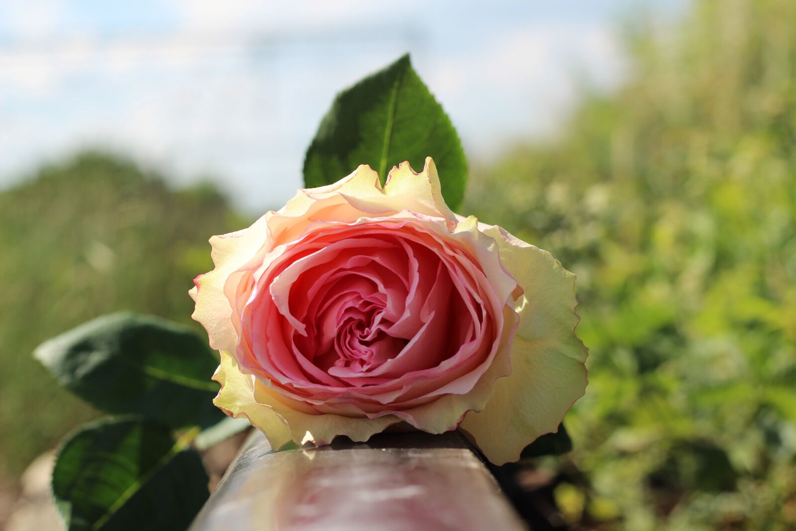 Canon EOS 600D (Rebel EOS T3i / EOS Kiss X5) + Canon EF 50mm F1.8 II sample photo. Stop teenager suicide, white photography