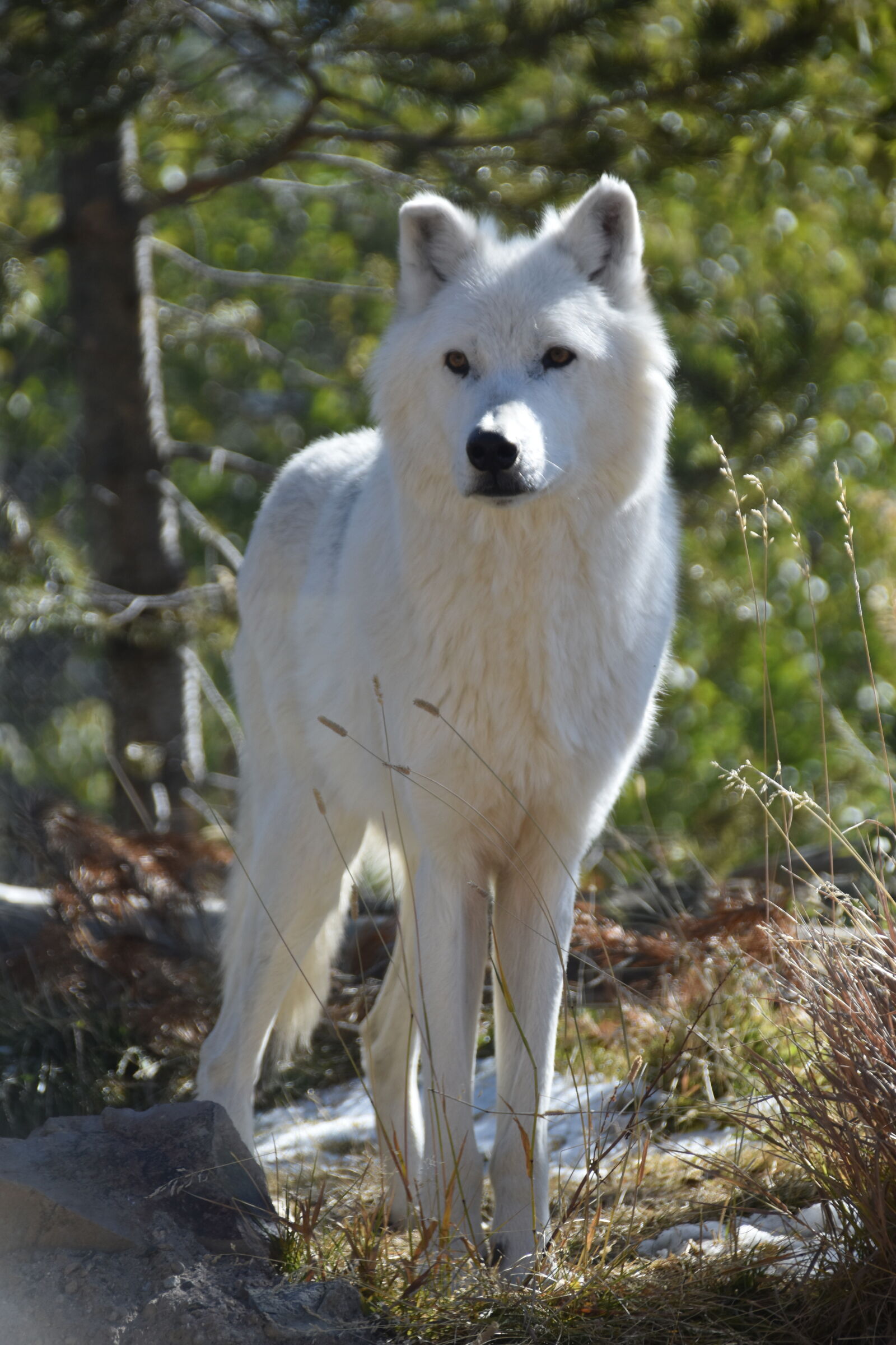 Nikon D5500 sample photo. Wolf photography