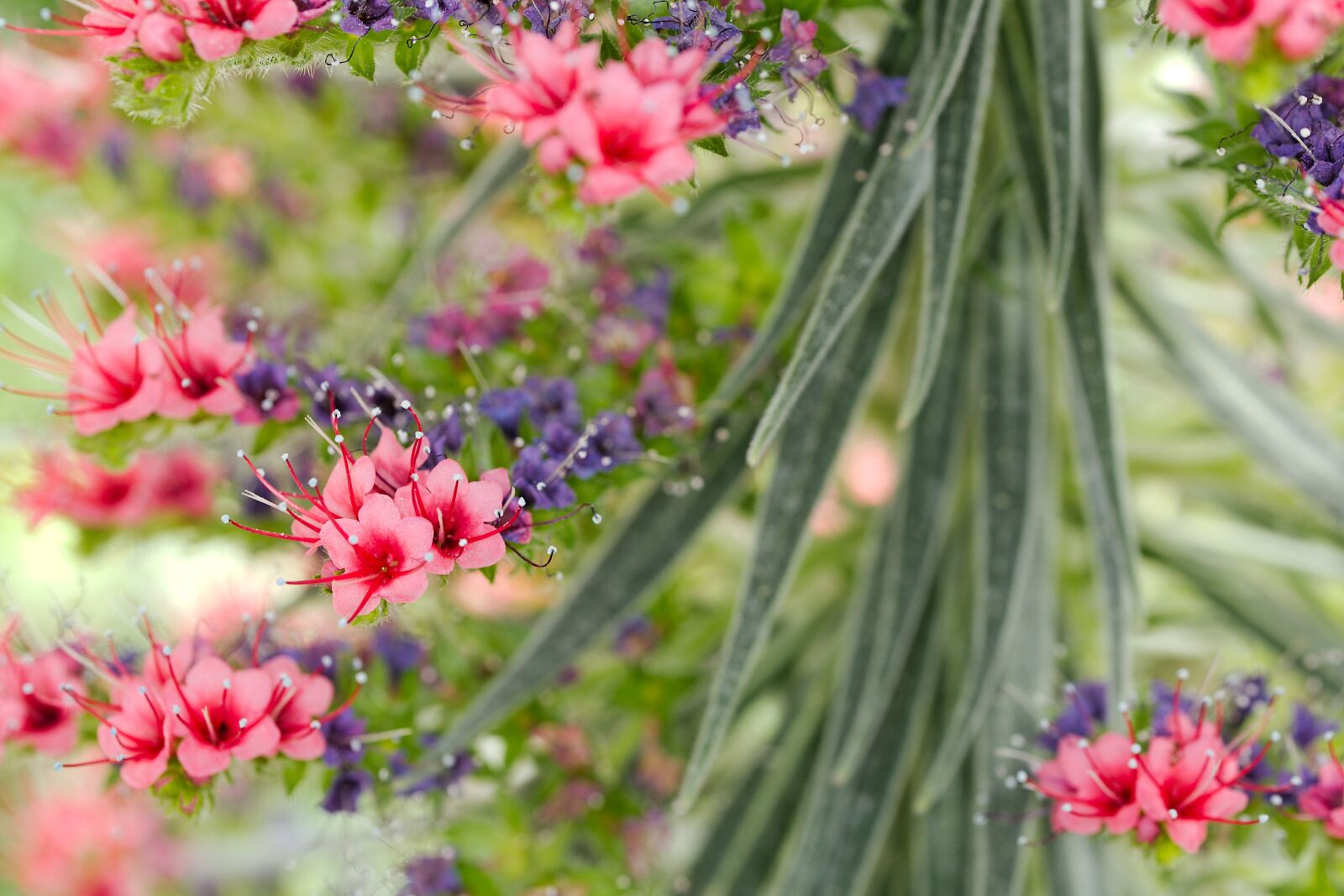 Canon EOS 6D sample photo. Flower, nature, plant photography