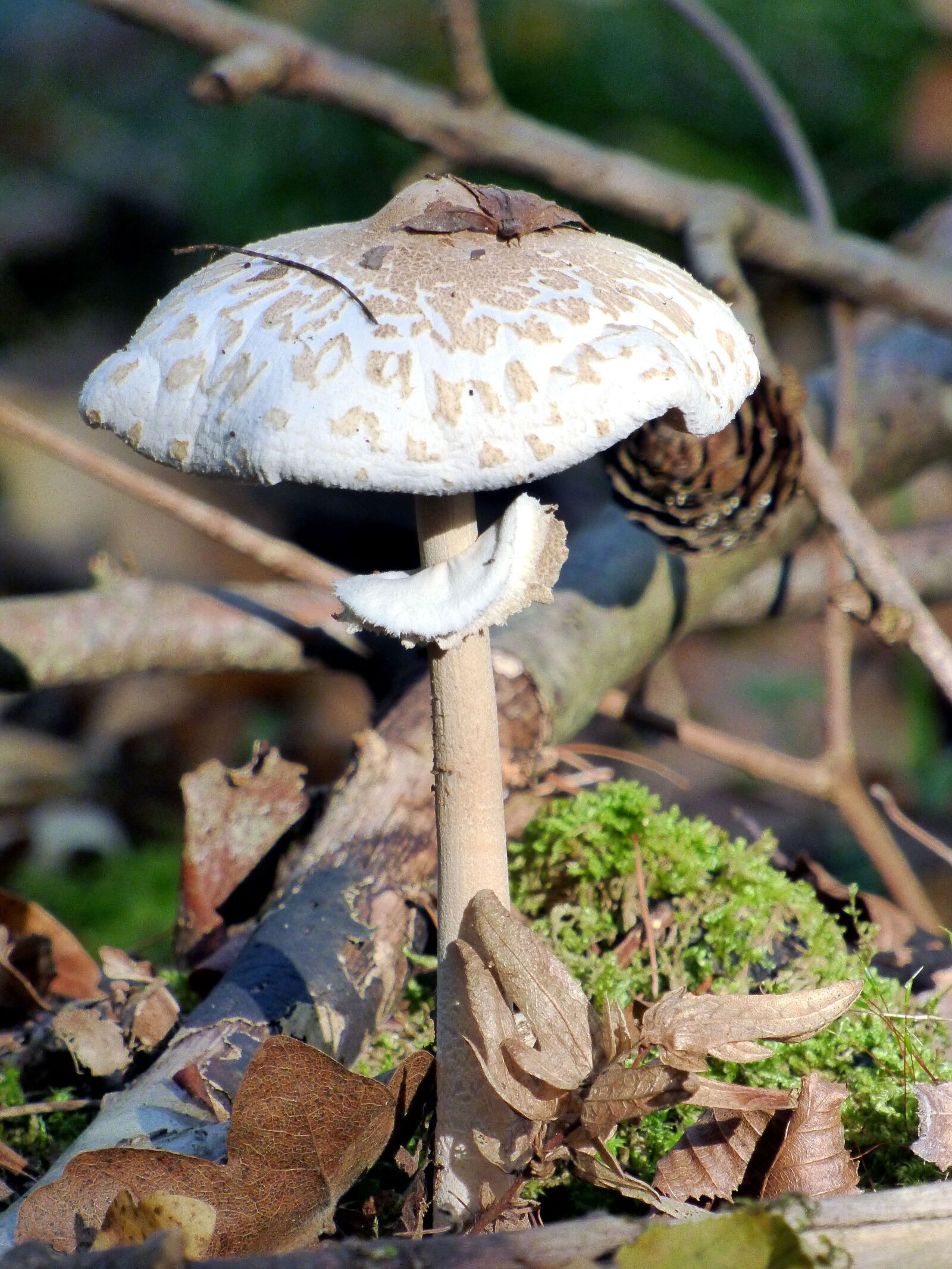 Panasonic DMC-FZ72 sample photo. Mushrooms, fall, coulemelle photography
