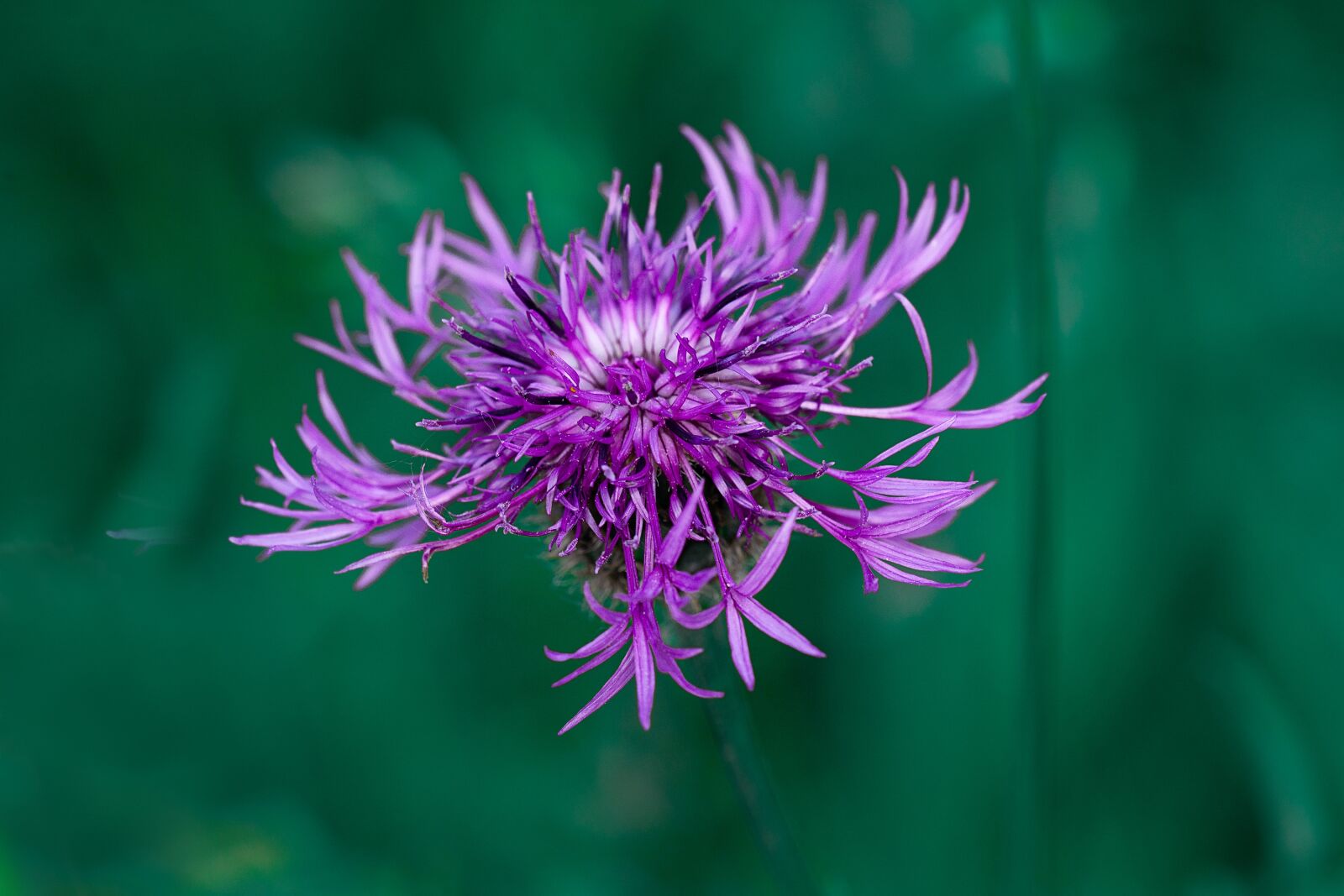 Nikon D7100 sample photo. Knapweed, purple, purple flower photography