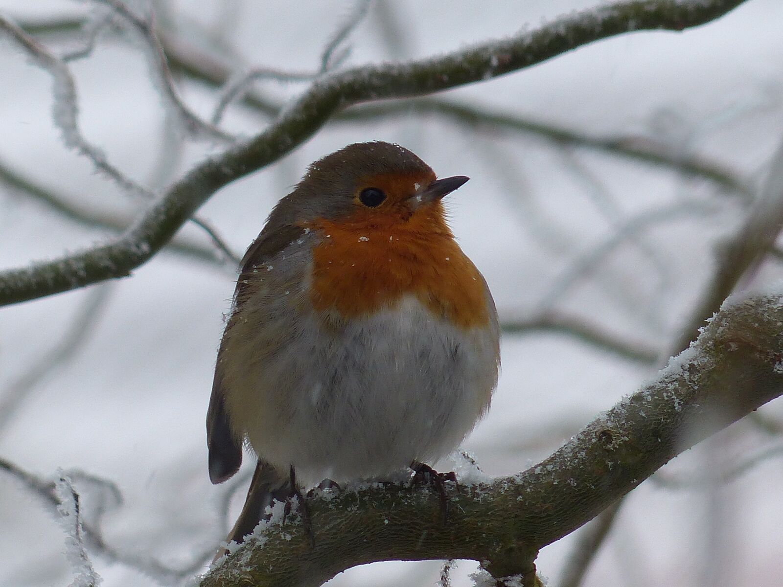 Panasonic Lumix DMC-FZ200 sample photo. Robin, bird, nature photography