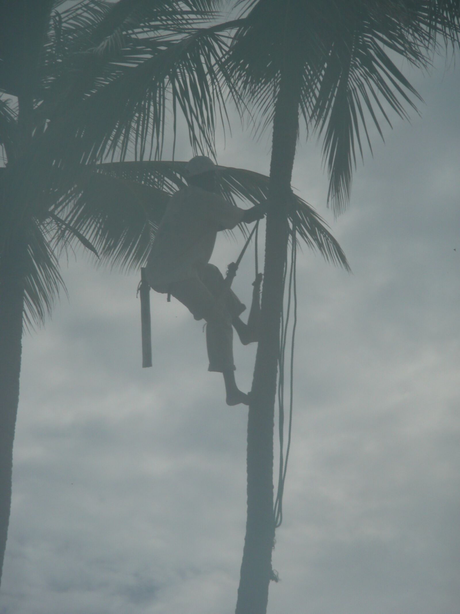 Panasonic DMC-TZ3 sample photo. Palm tree, coconut harvest photography