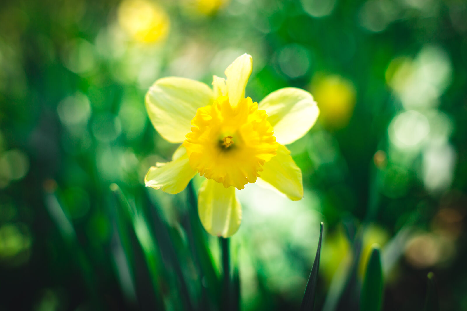 Canon EOS 6D + Canon EF 50mm F1.4 USM sample photo. Flower, garden, green, sun photography