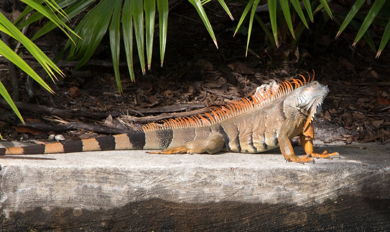 Canon EOS 650D (EOS Rebel T4i / EOS Kiss X6i) + Canon EF-S 18-135mm F3.5-5.6 IS STM sample photo. Iguana, spiny, tailed photography