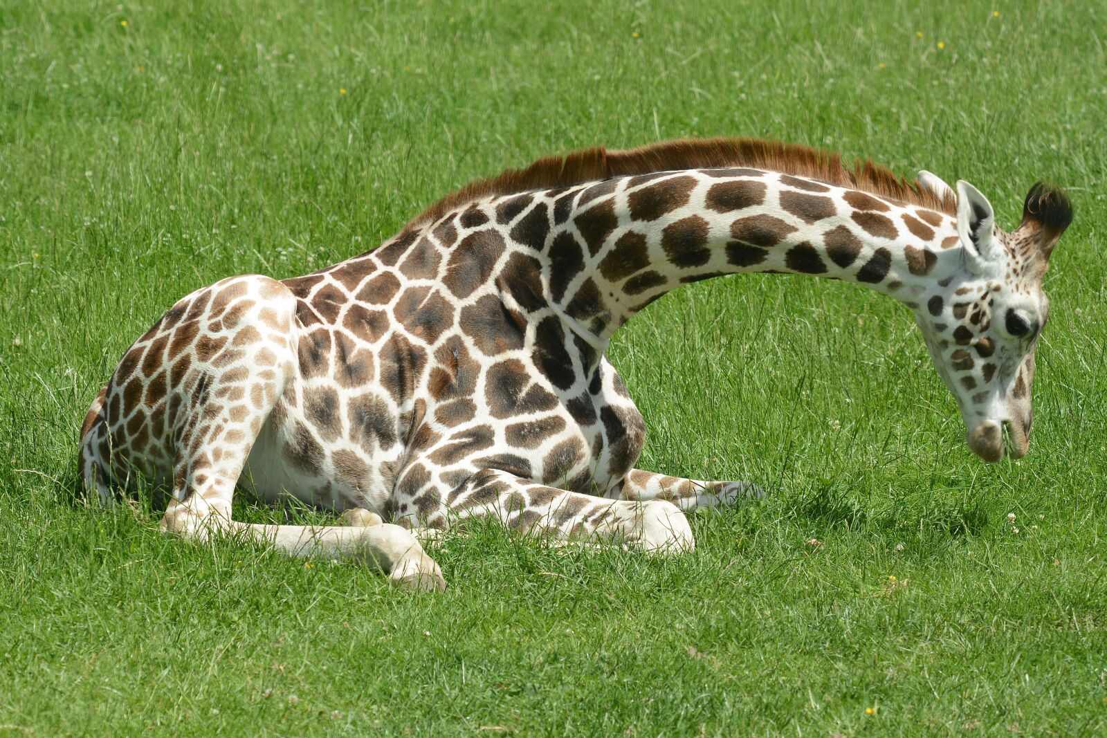 Nikon D7100 sample photo. Giraffe, animal, mammal photography