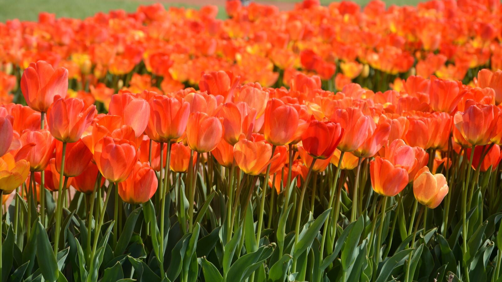 Nikon D7100 sample photo. Tulips, park, red photography