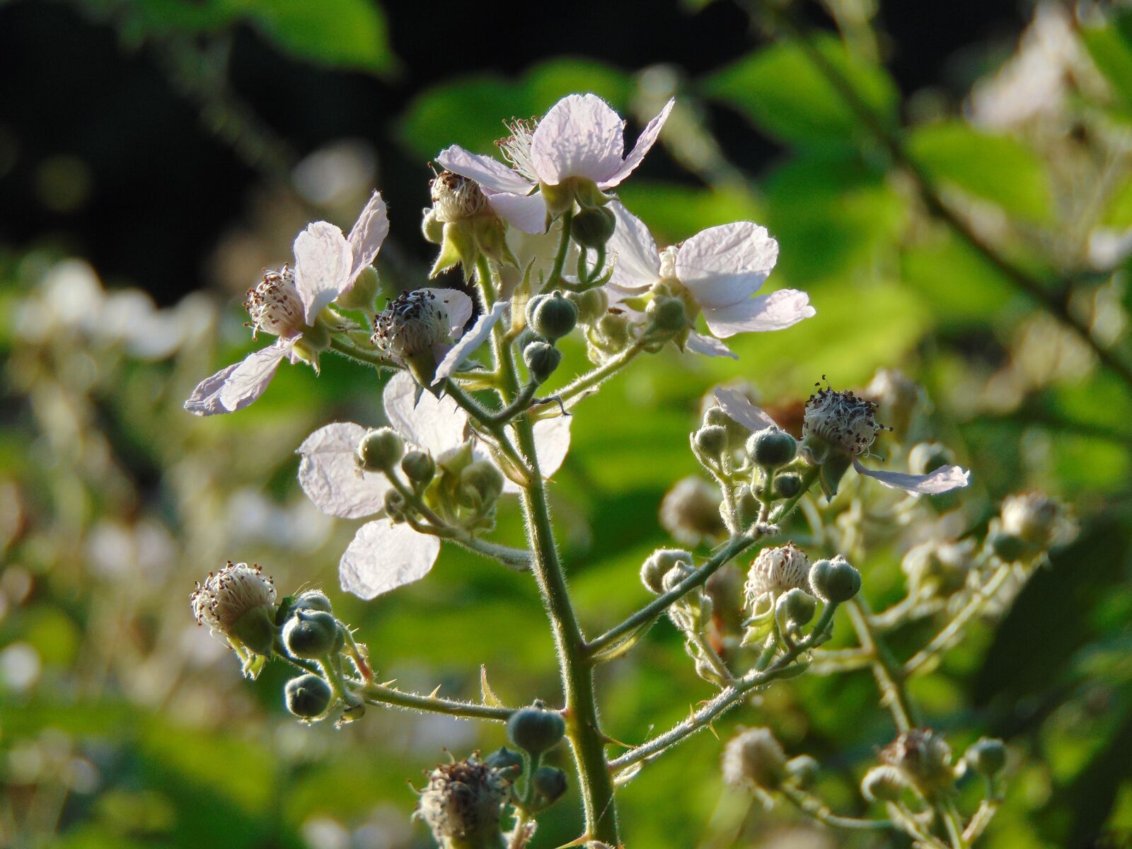 Sony Cyber-shot DSC-H300 sample photo. Bramble, blossom, blackberry photography