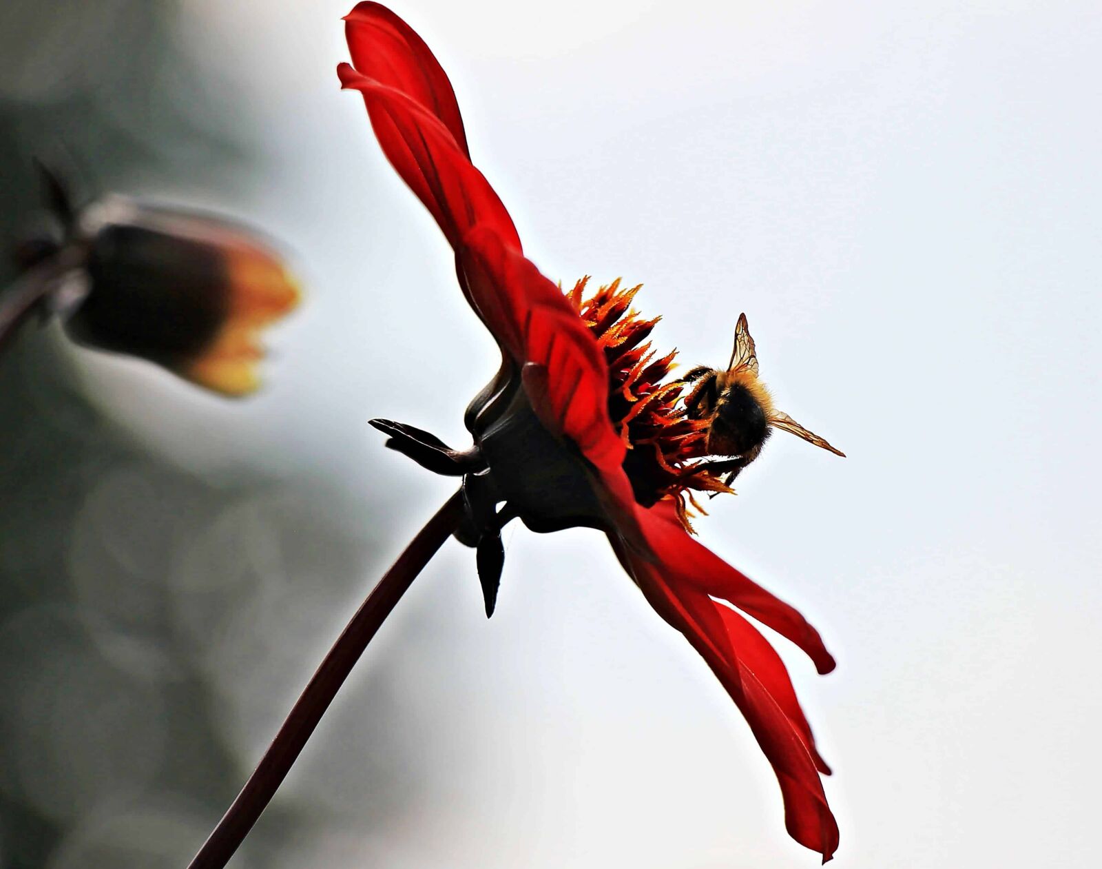 Canon EOS 550D (EOS Rebel T2i / EOS Kiss X4) sample photo. Insect, flower, bee, petal photography