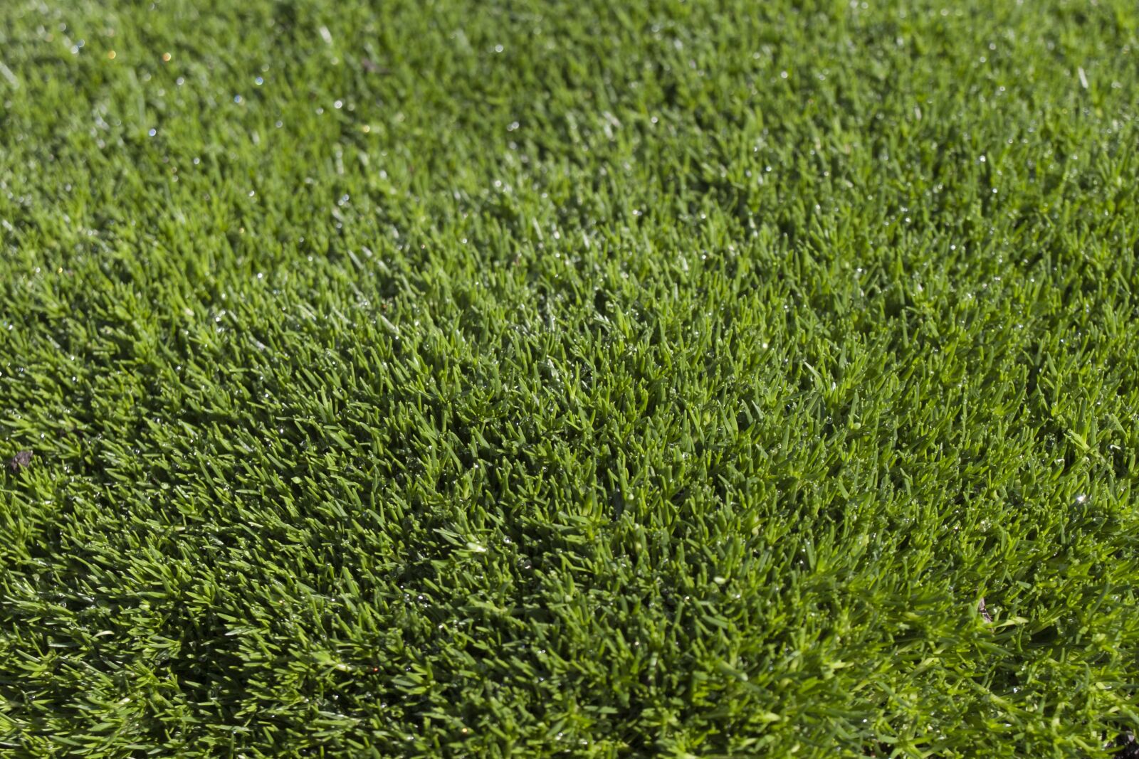 Olympus E-510 (EVOLT E-510) sample photo. Grass, texture, green photography