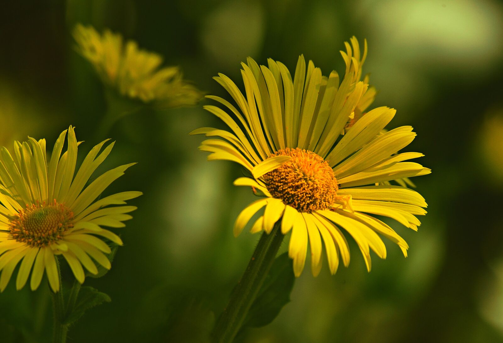 Nikon D750 sample photo. Plantain leaved leopard's bane photography