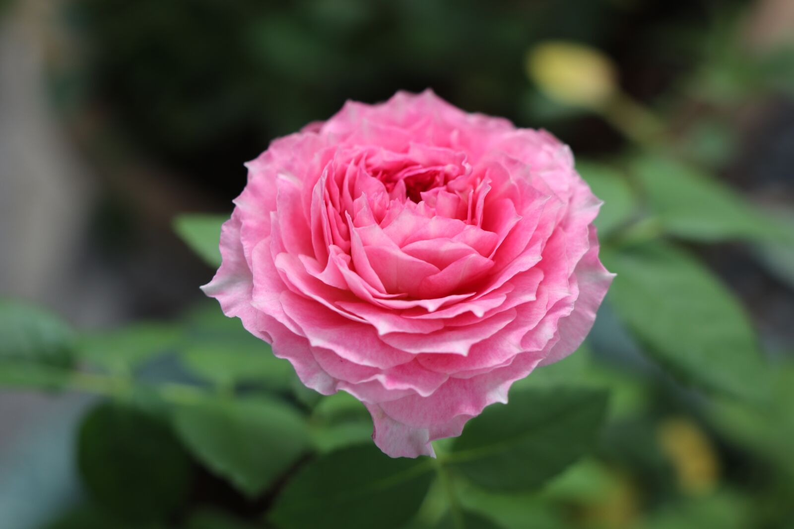 Canon EOS M6 sample photo. Rose, pink love, flower photography