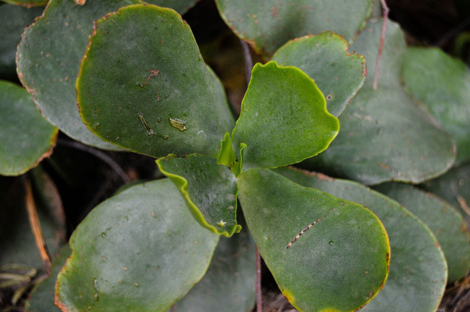 Nikon D3200 sample photo. Gross floor, succulent plant photography
