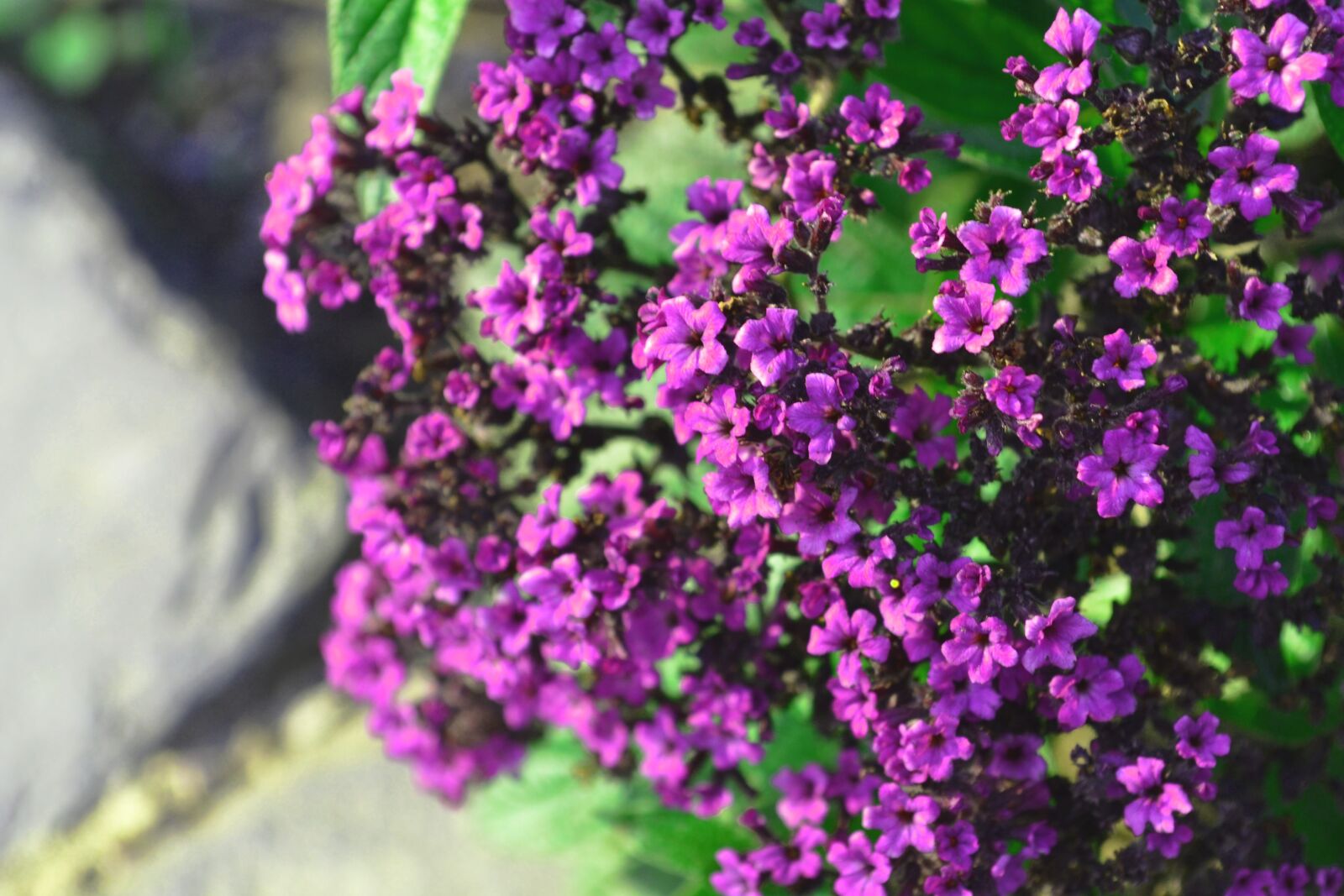 Nikon D3100 sample photo. Flower purple, flowers, summer photography