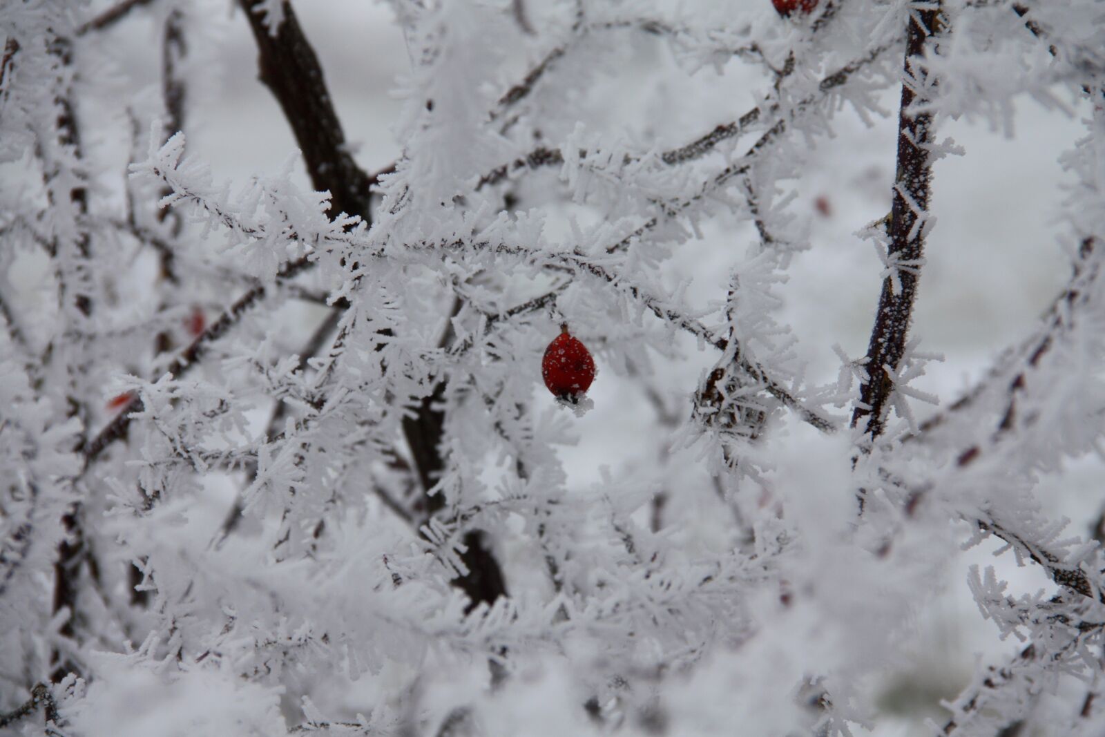 Canon EOS 450D (EOS Rebel XSi / EOS Kiss X2) sample photo. Arrow, winter, snow photography