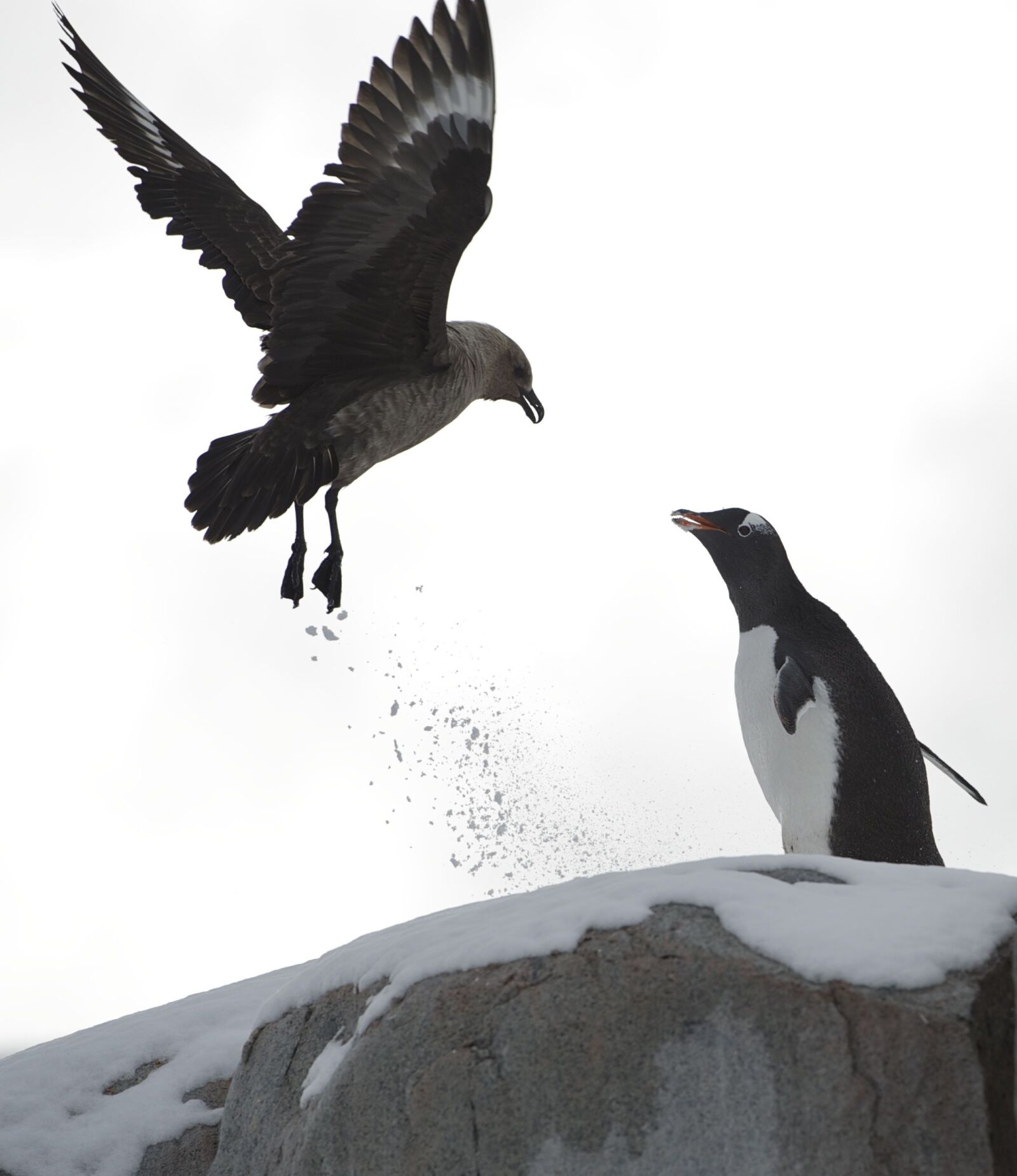 Nikon D3S sample photo. Penguin, near, black, bird photography