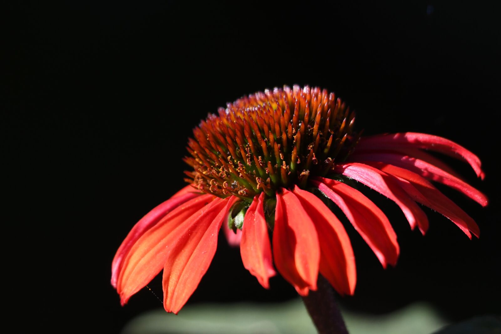 Nikon D500 sample photo. Coneflower, orange coneflower, flower photography