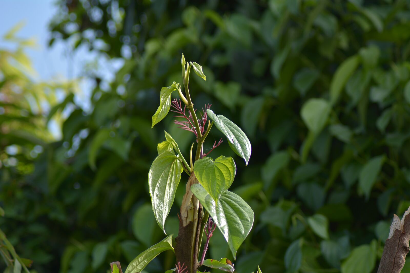 Nikon D7100 sample photo. Spring, autumn, outdoor photography