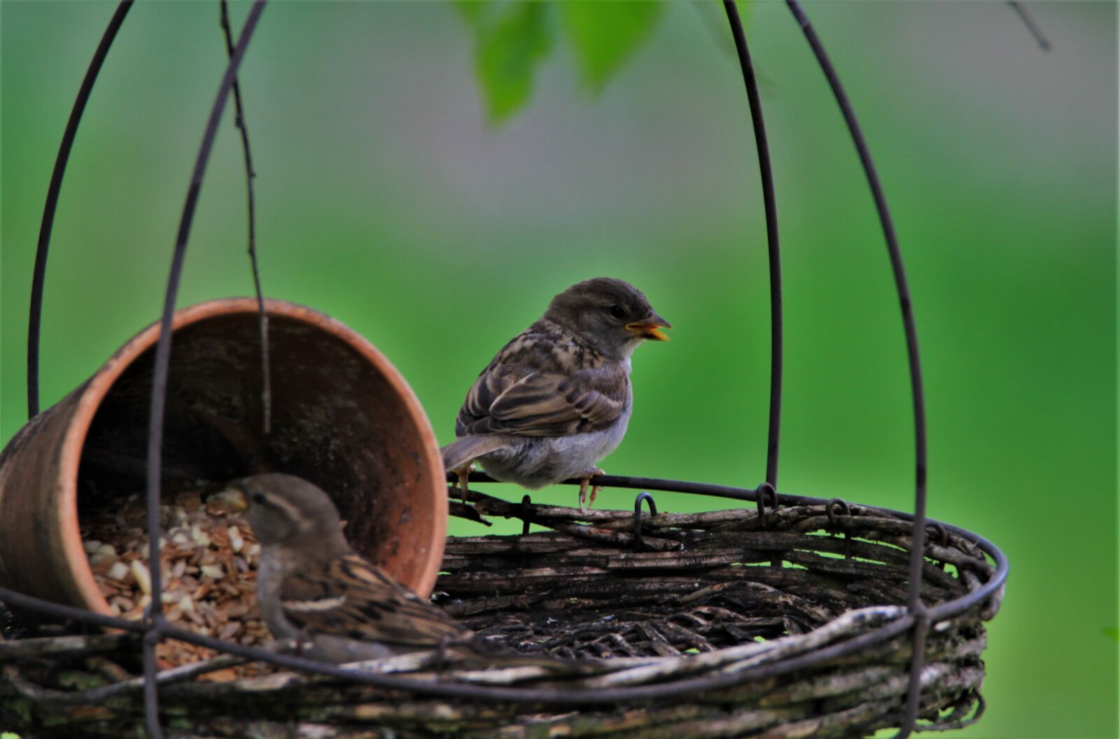 Canon EOS 7D sample photo. Chaffinch, bird, songbird photography