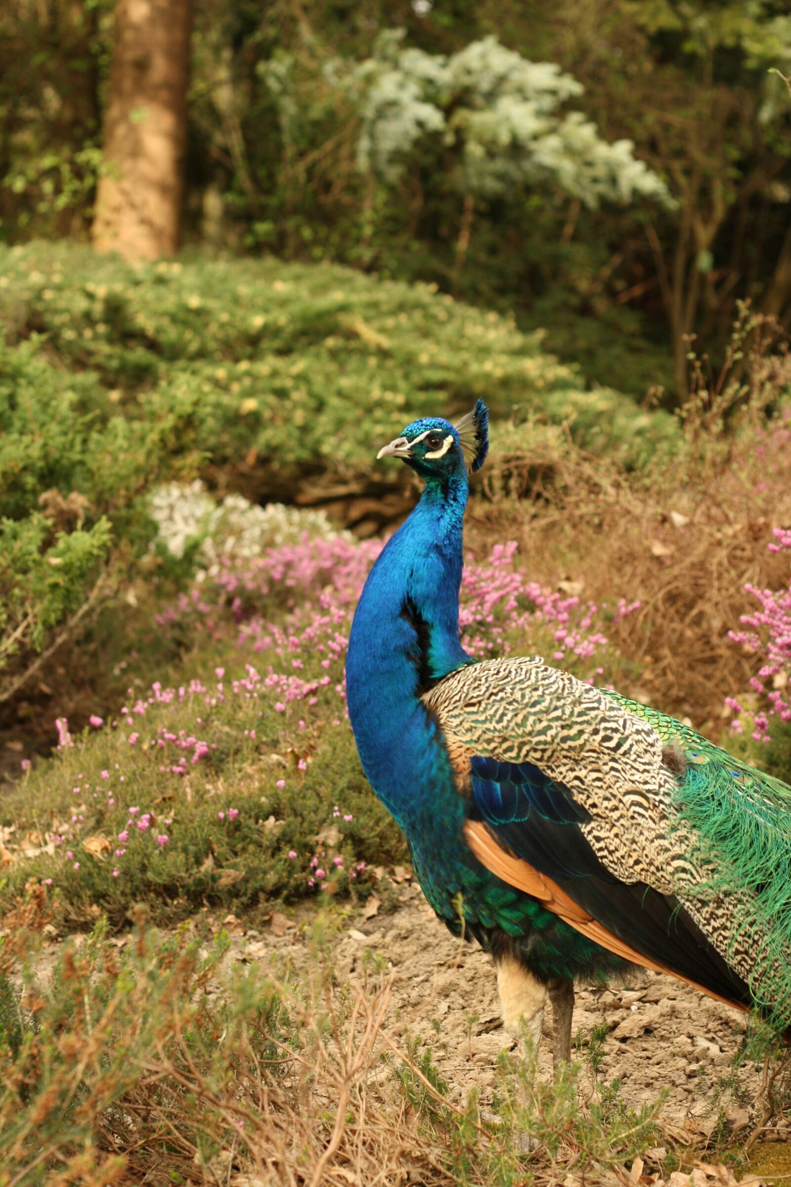 Canon EOS 1000D (EOS Digital Rebel XS / EOS Kiss F) sample photo. Animal, beak, beautiful photography