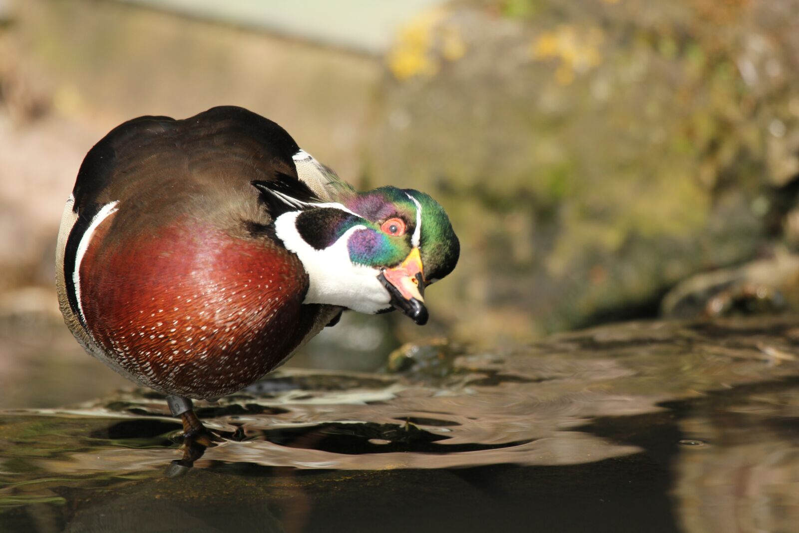 Canon EOS 550D (EOS Rebel T2i / EOS Kiss X4) sample photo. Duck, wood duck, wildl photography