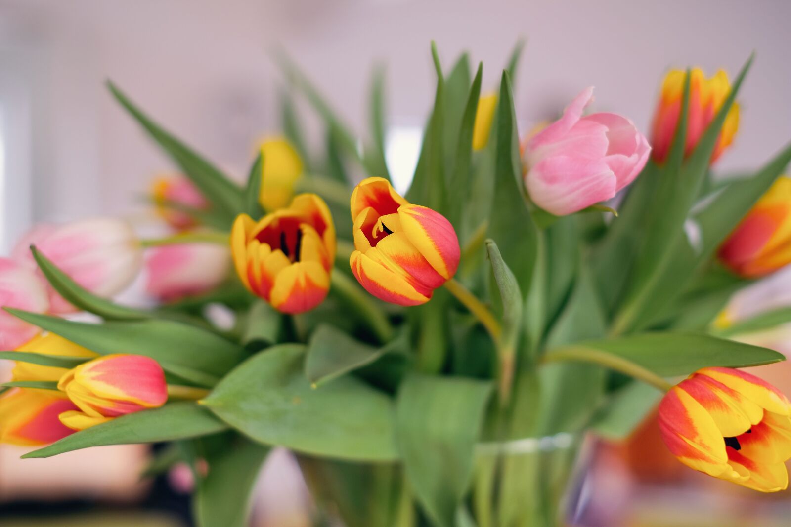 Fujifilm X-T20 + Fujifilm XF 35mm F1.4 R sample photo. Nature, flowers, tulips photography