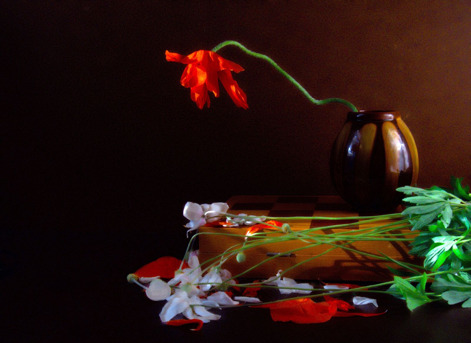 Canon PowerShot A590 IS sample photo. Still life, tulip, flower photography