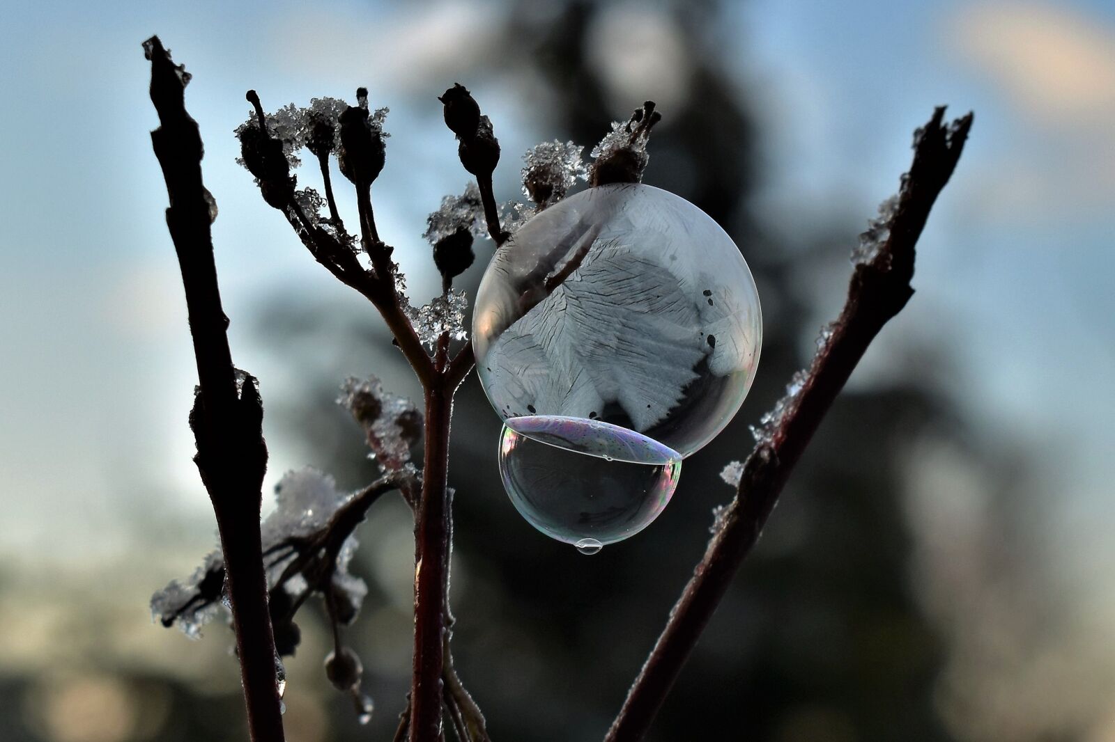 Nikon D5500 sample photo. Soap bubble, frozen, eiskristalle photography