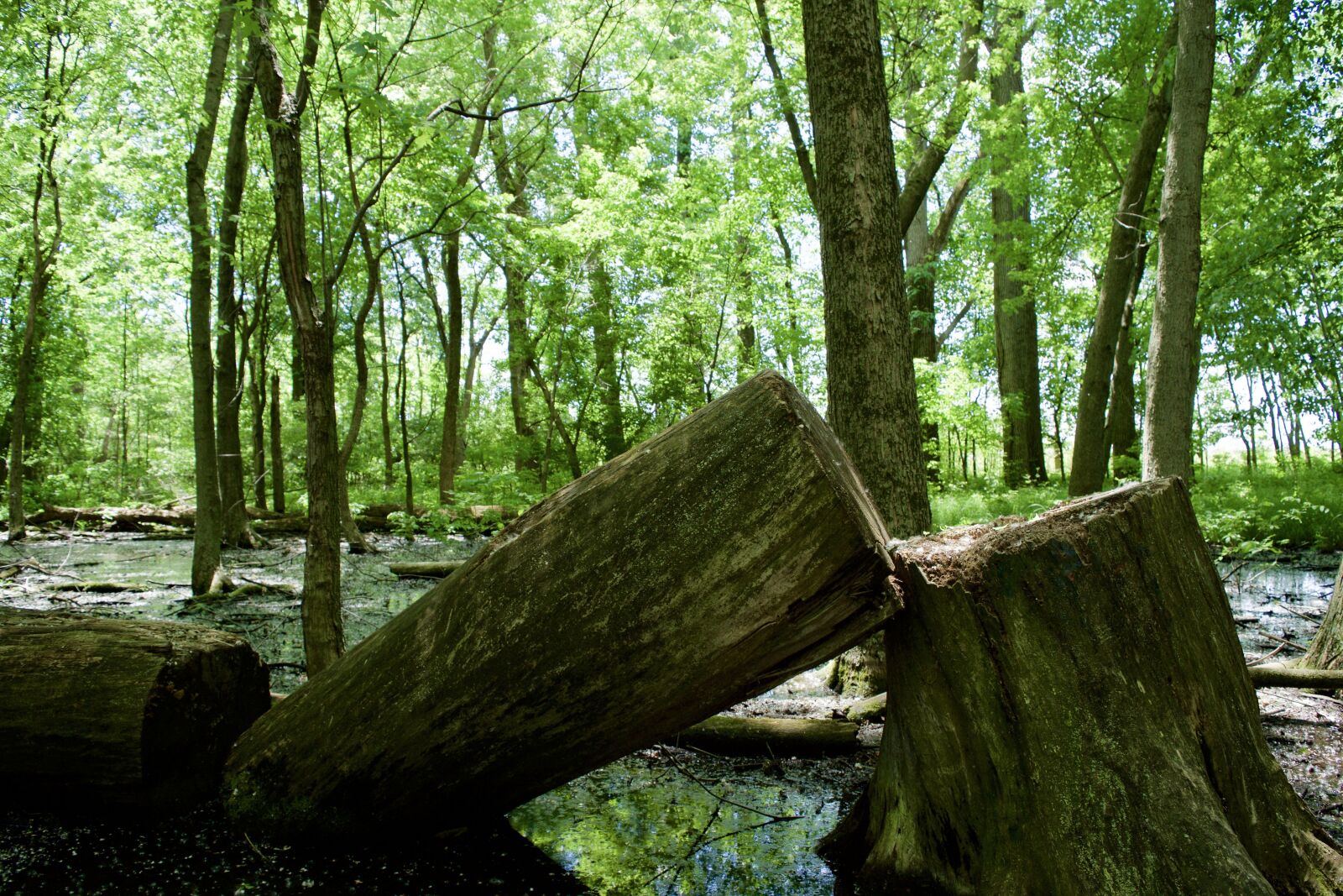 Nikon D5500 sample photo. Tree, down tree, forest photography