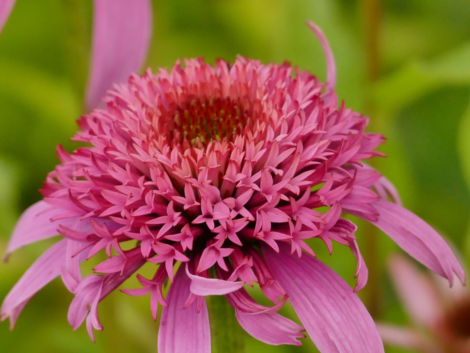 Panasonic Lumix DMC-FZ1000 sample photo. Flower, pink, close up photography