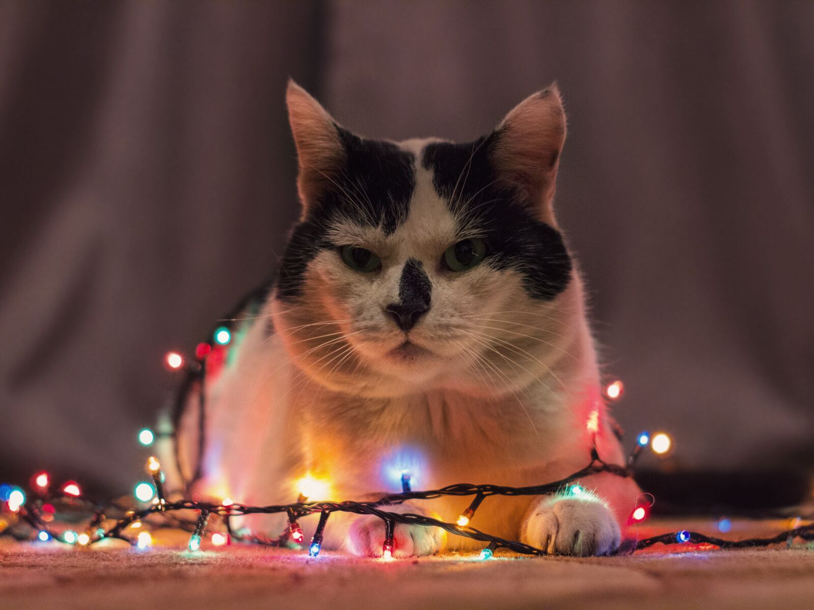 Canon EOS 1200D (EOS Rebel T5 / EOS Kiss X70 / EOS Hi) sample photo. Cat, garlands, christmas photography