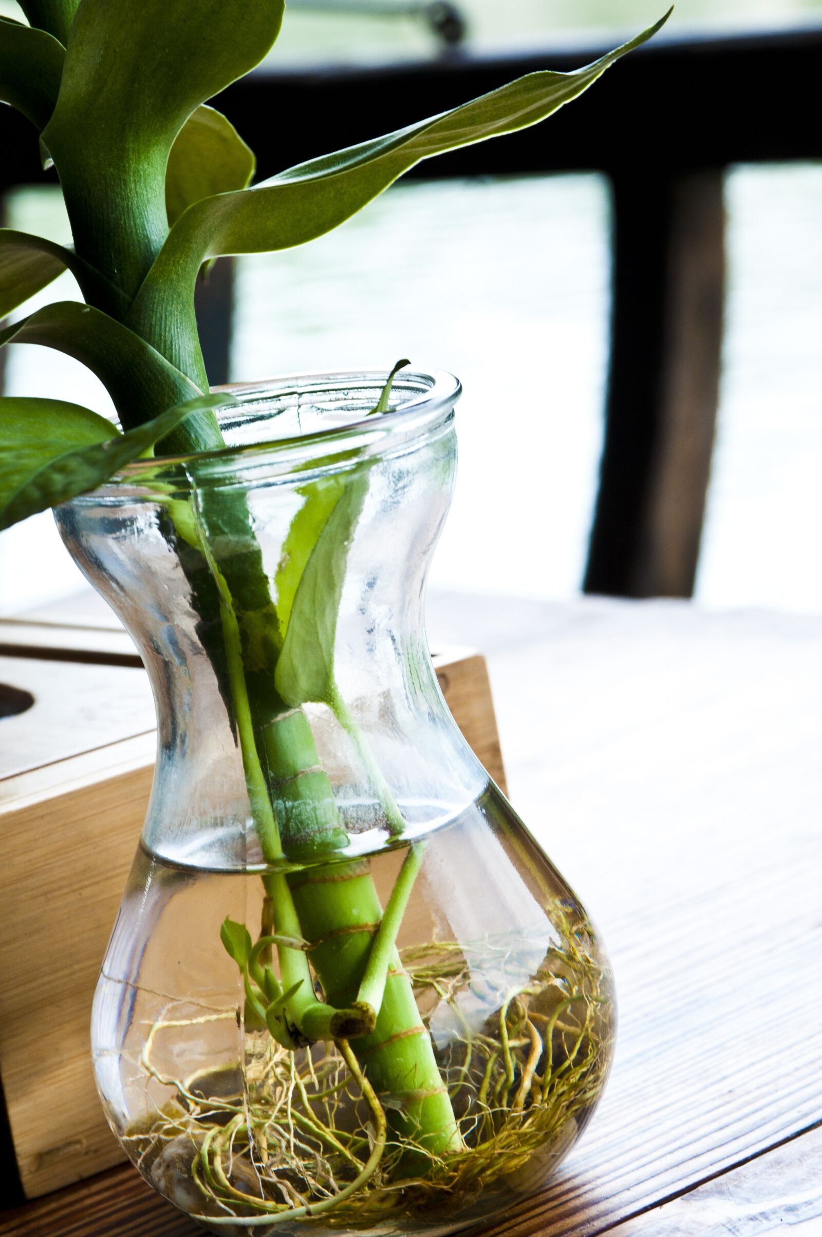 Nikon D300S sample photo. Plant, green, green leaf photography