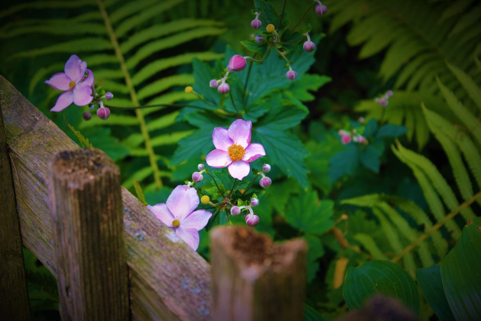 Canon EOS 1300D (EOS Rebel T6 / EOS Kiss X80) sample photo. Pink, flowers, fence photography
