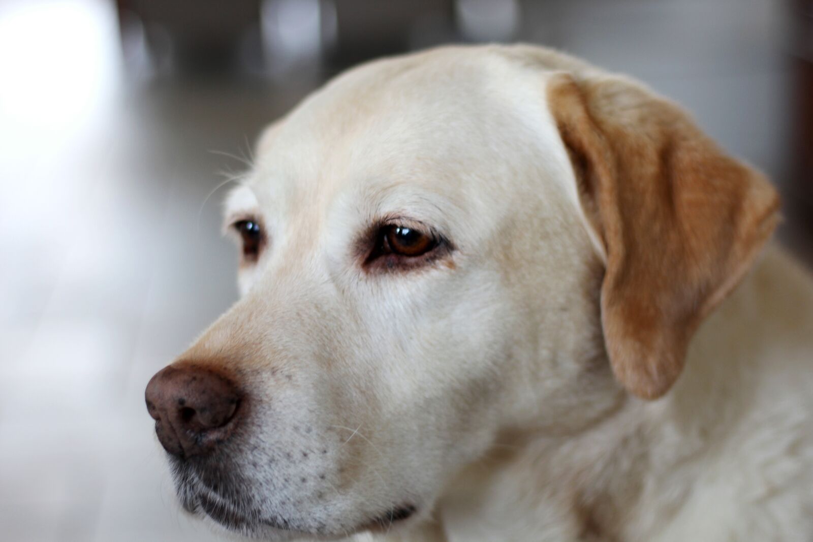 Canon EOS 600D (Rebel EOS T3i / EOS Kiss X5) sample photo. Labrador retriever, yellow, old photography