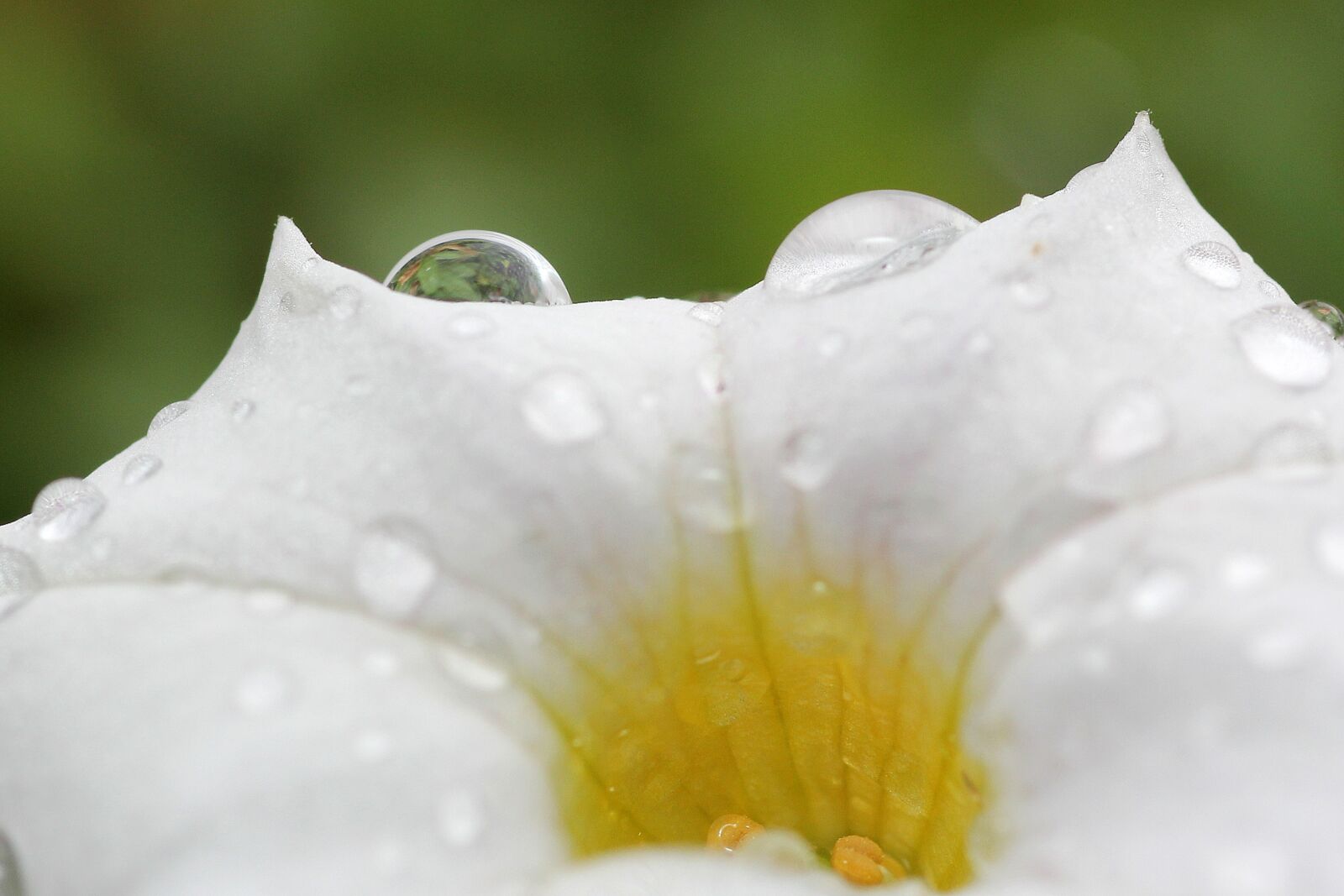 Canon EOS 60D sample photo. Plant, drop of water photography