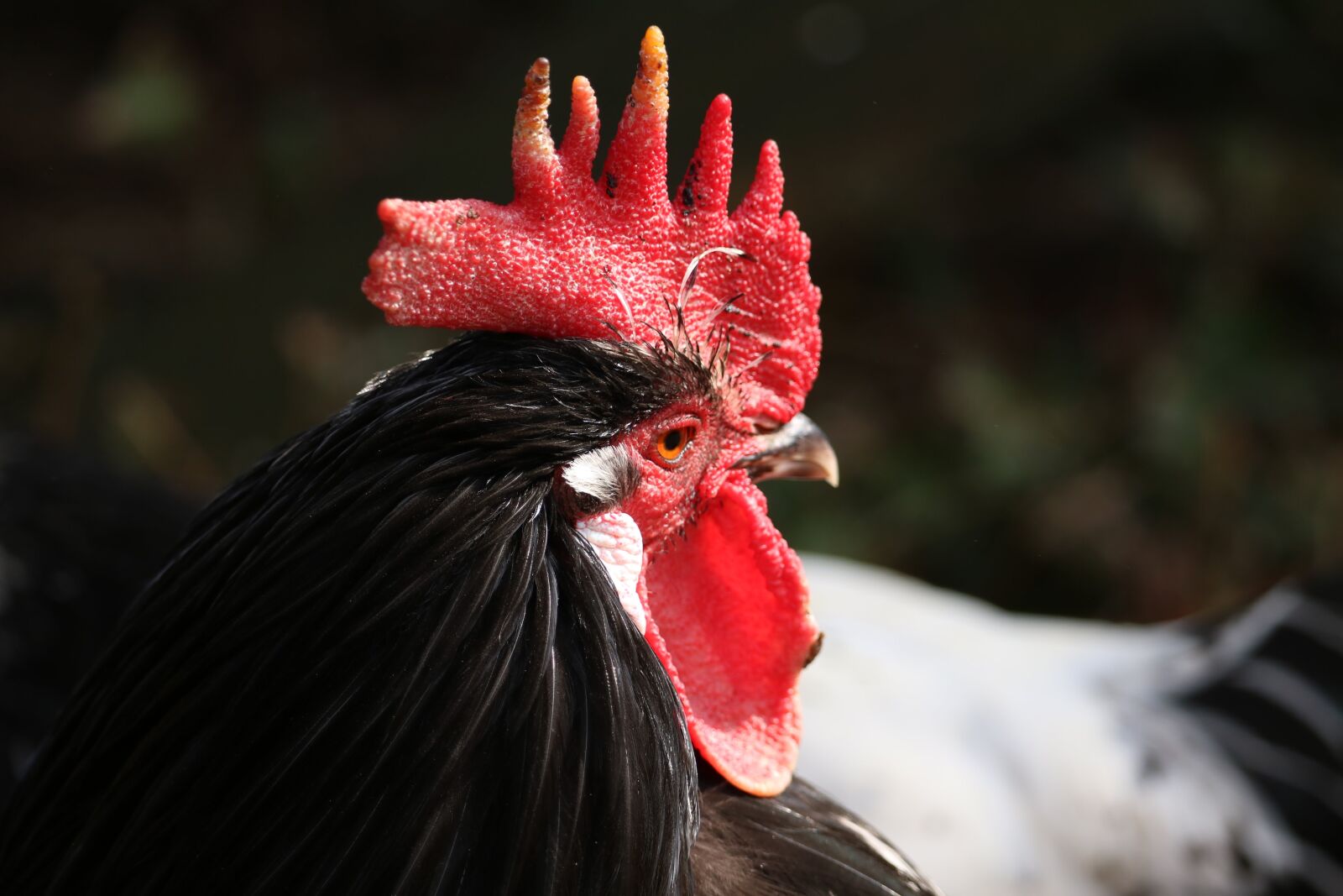 Canon EOS 750D (EOS Rebel T6i / EOS Kiss X8i) sample photo. Bird, portrait, nature photography
