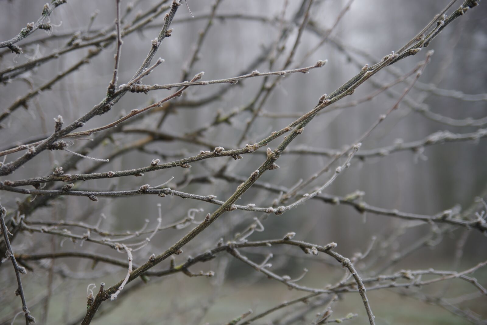 Pentax K-5 sample photo. Branches, winter, park photography