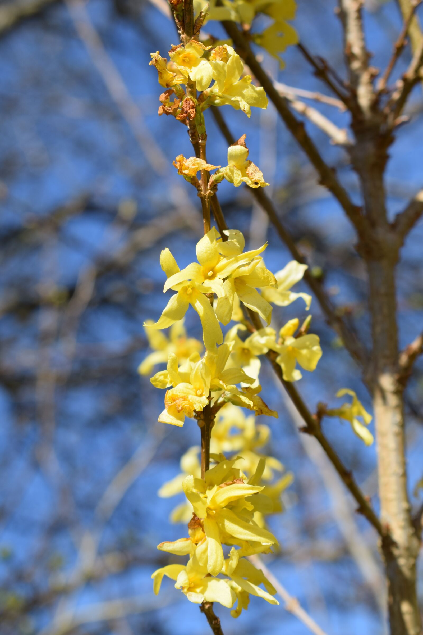 Nikon D5300 sample photo. Flowers, spring, nature photography