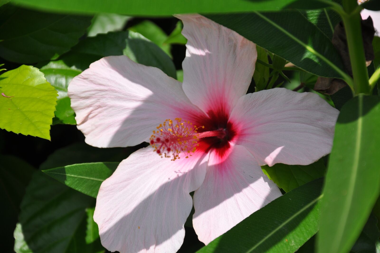 Nikon D90 sample photo. Blossom, bloom, flower photography