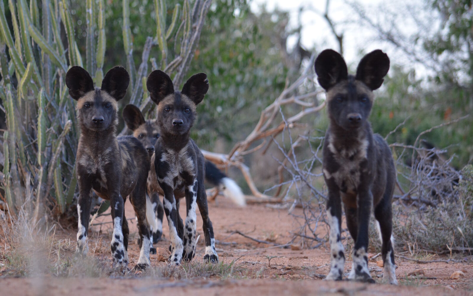 Nikon D7100 sample photo. Africa, african, wild, dog photography