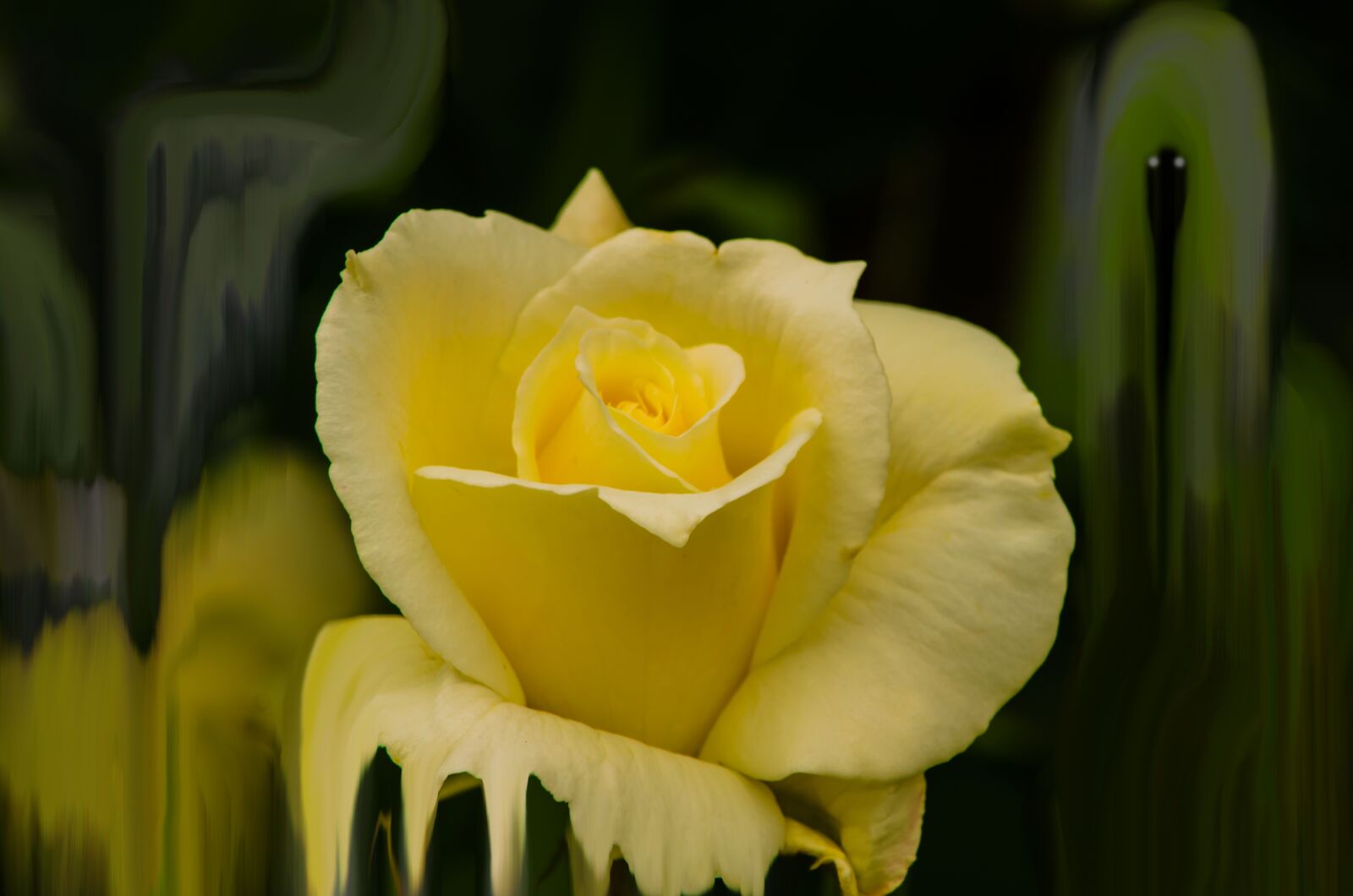 Nikon D5100 sample photo. Rose, yellow, flora photography