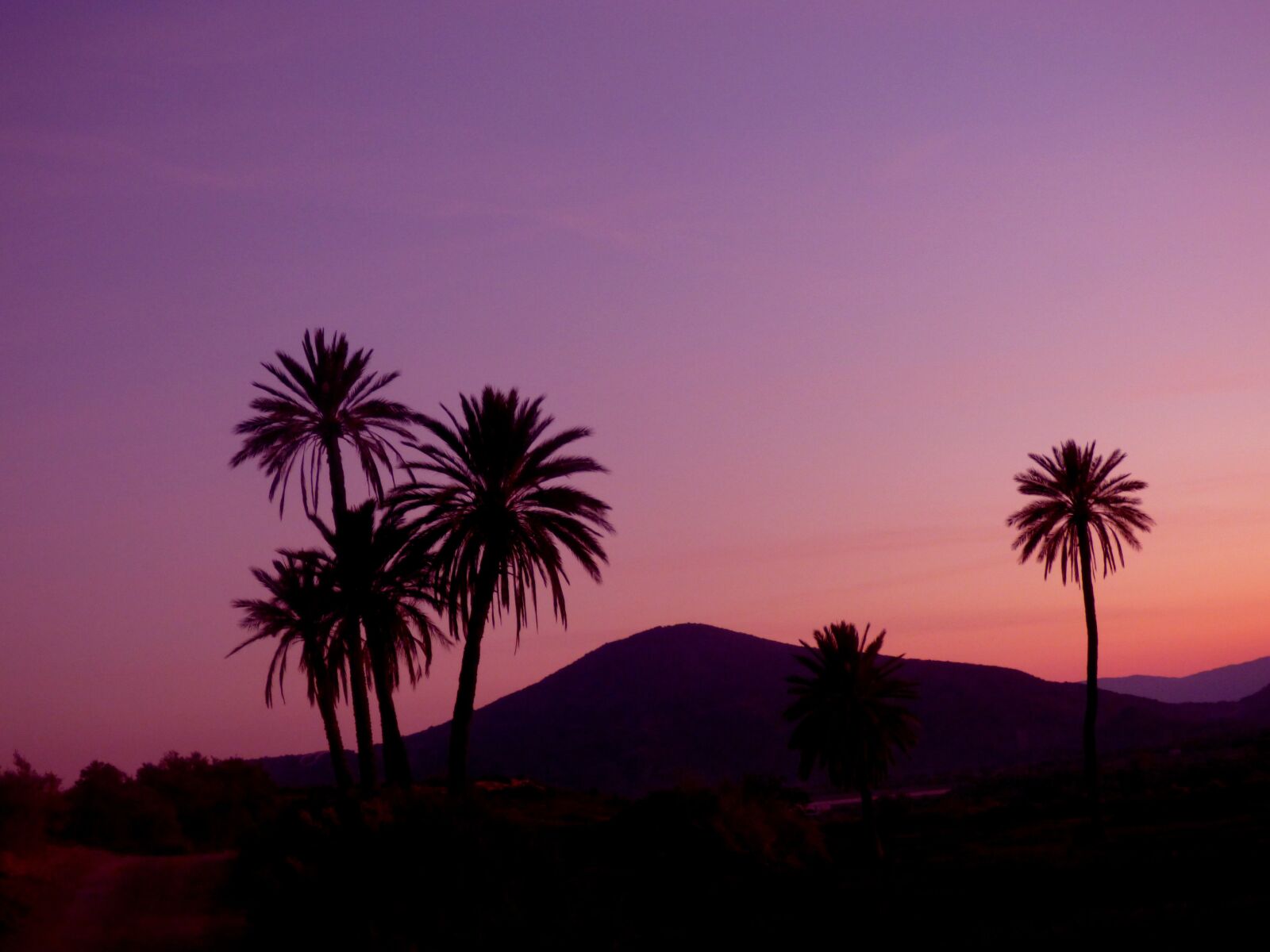 Panasonic DMC-FZ72 sample photo. Sunset, palm, nature photography