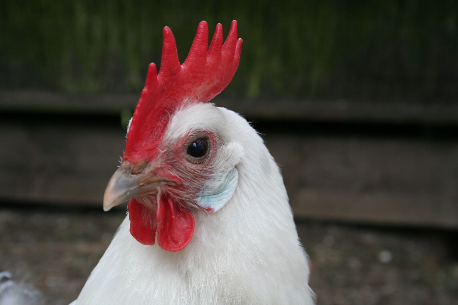 Canon EOS 350D (EOS Digital Rebel XT / EOS Kiss Digital N) sample photo. Chicken, them, groninger seagull photography