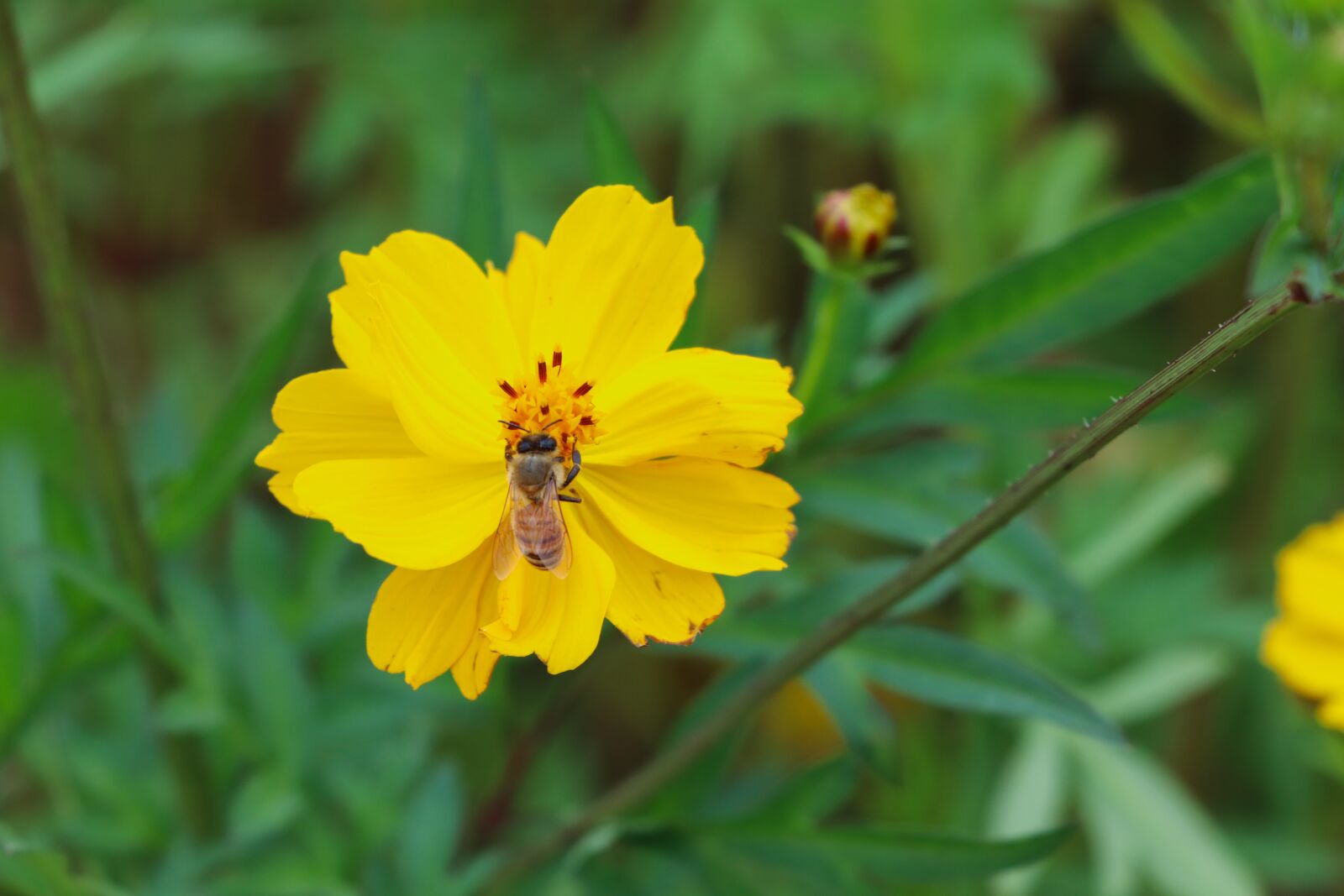Canon EOS 77D (EOS 9000D / EOS 770D) sample photo. Cosmos, flower, bee photography