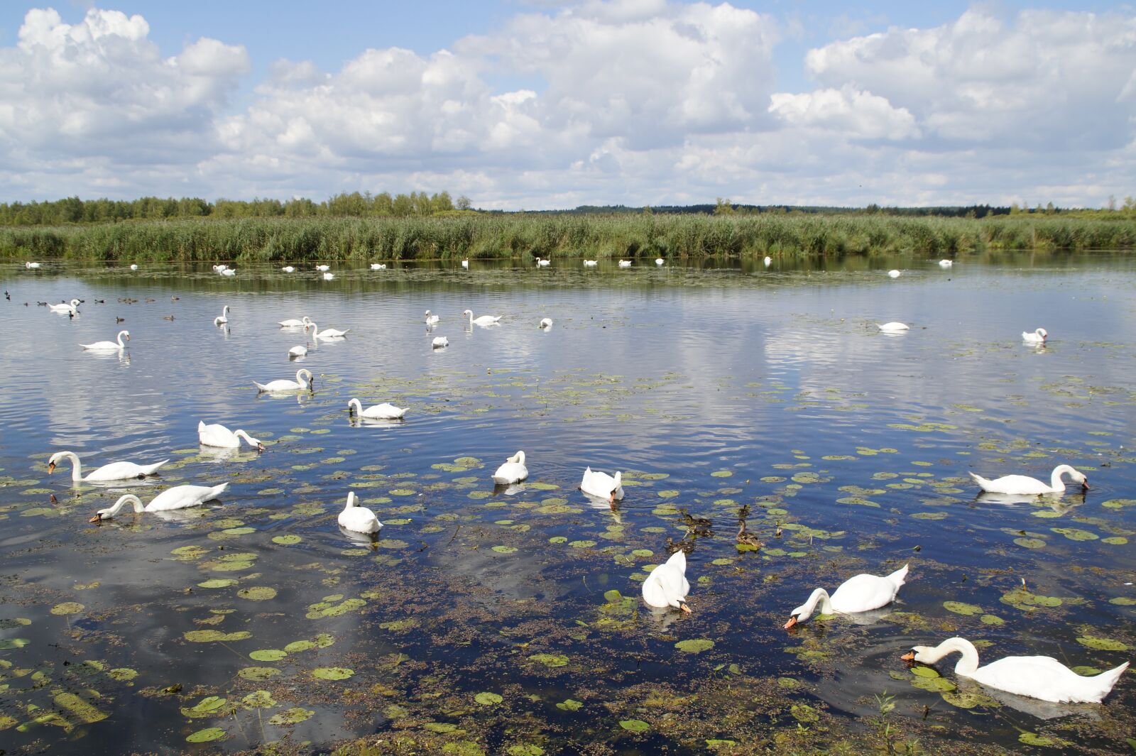 Sony SLT-A58 sample photo. Landscape, spring lake, nature photography