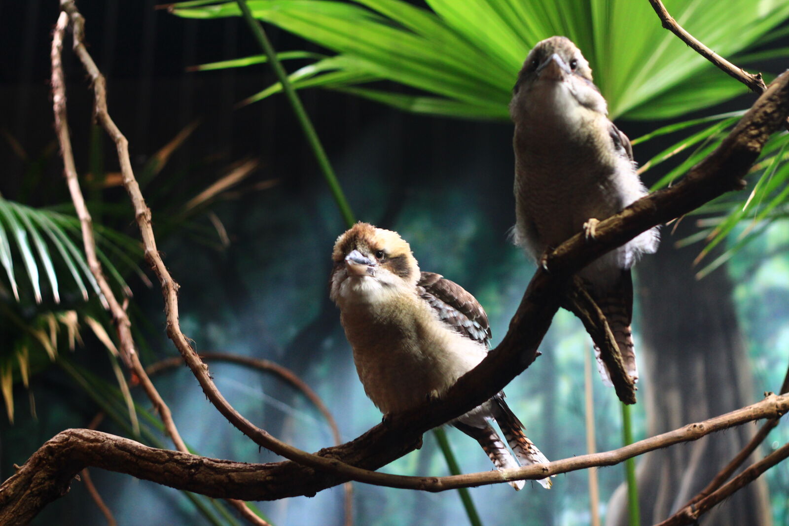 Canon EOS 600D (Rebel EOS T3i / EOS Kiss X5) + Canon EF 50mm F1.8 II sample photo. Bird, birds, green, nature photography