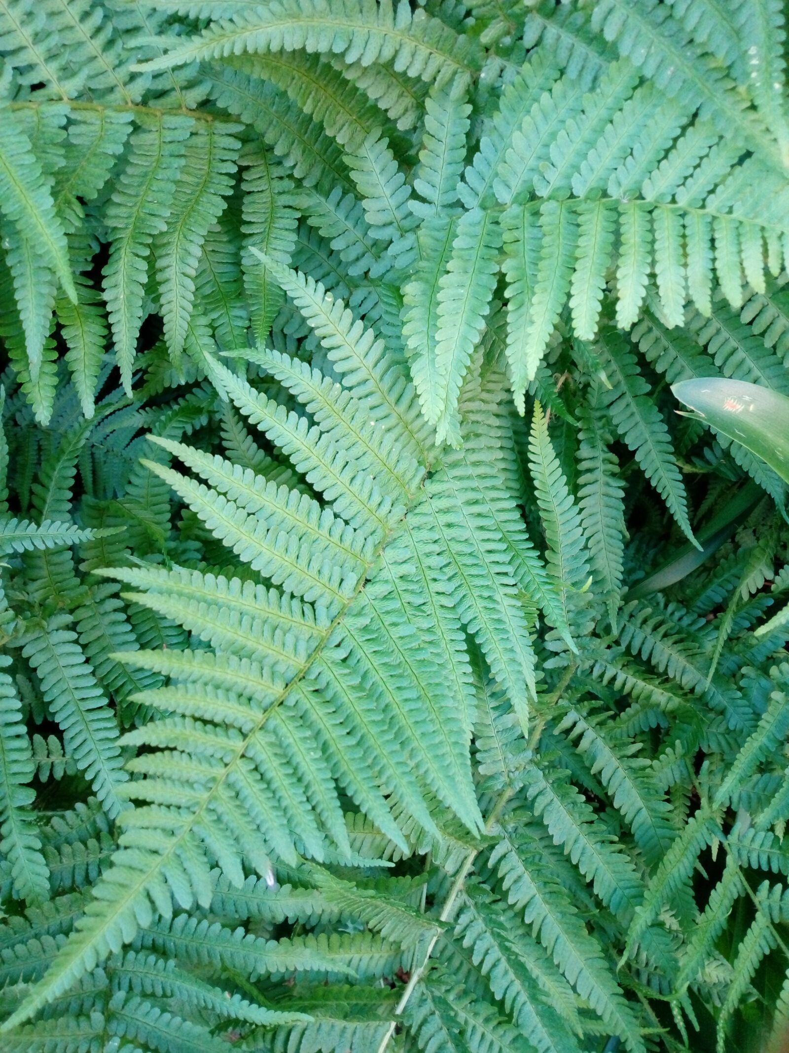 HUAWEI Y6 2017 sample photo. Ferns, green, forest photography