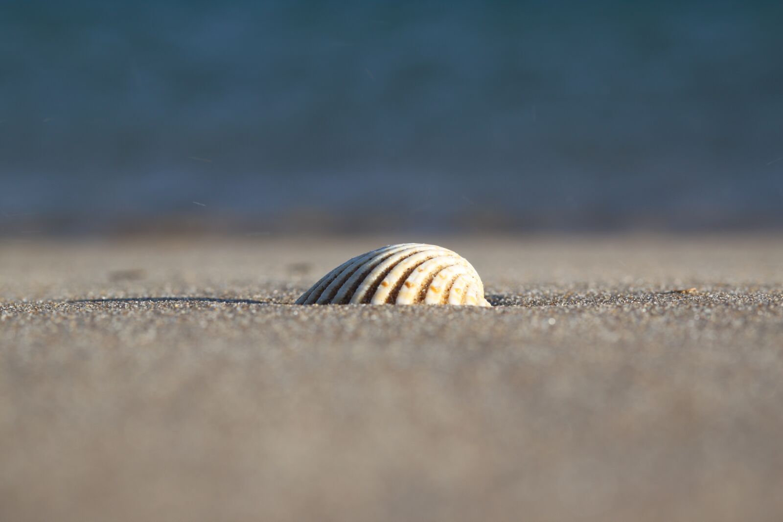 Canon EOS 500D (EOS Rebel T1i / EOS Kiss X3) sample photo. Sea, sand, seashell photography