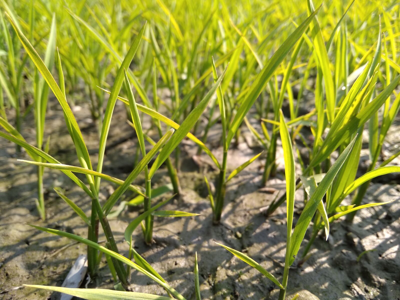Xiaomi Redmi 5A sample photo. Grass, tree, paddy photography