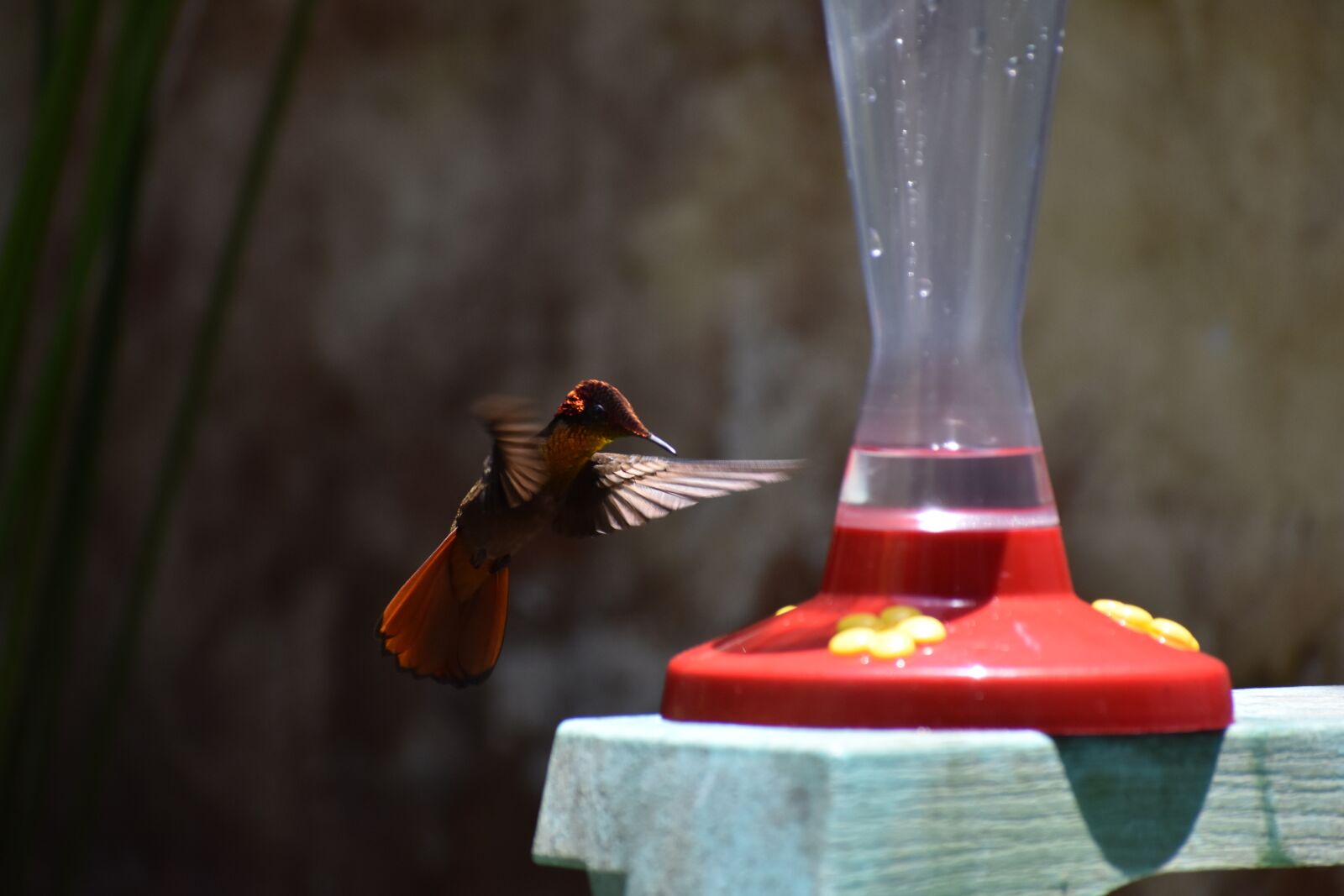 Nikon D3400 sample photo. Hummingbird, tropical, flight photography